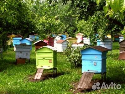 Пчёлы-семьи купить на Зозу.ру - фотография № 1