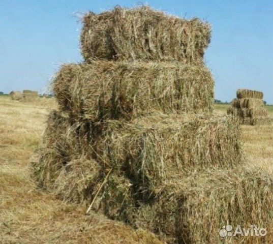 Купить Тюки Сена В Волгоградской Области