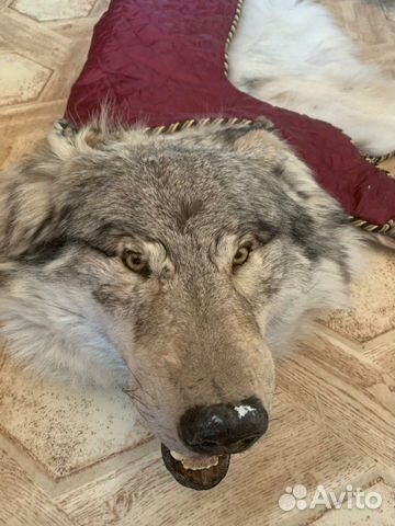 Элитная шкура волка- ковёр