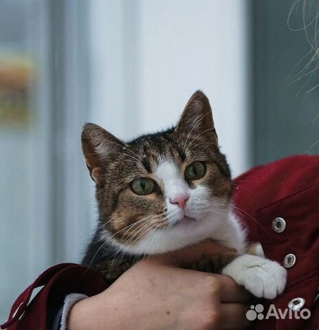 Кошечка ищет дом