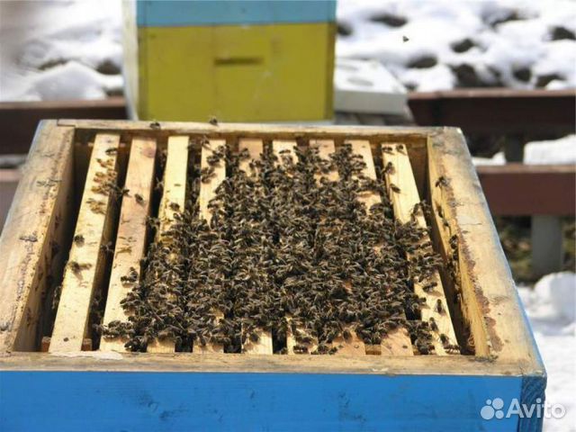 10 пчелосемей купить на Зозу.ру - фотография № 1