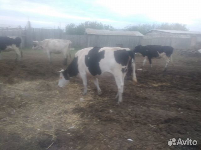 1 корова и 2 телочки купить на Зозу.ру - фотография № 7