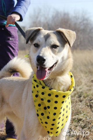 Собака малышка Флёр в дар, 11 месяцев Собака малышка Флёр в дар, 11 месяцев