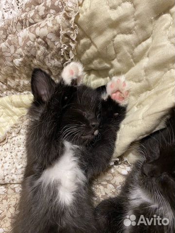 Котёнок Котёнок