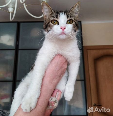Котенок, 8 месяцев, девочка Котенок, 8 месяцев, девочка