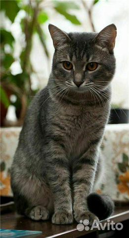 В дар котик Филя