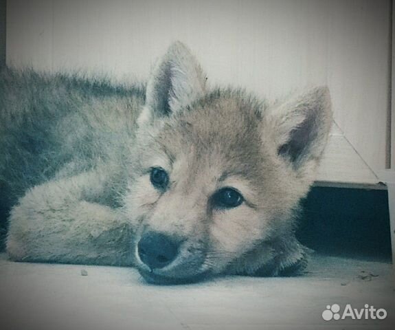 Арктический волчонок) Арктический волчонок)