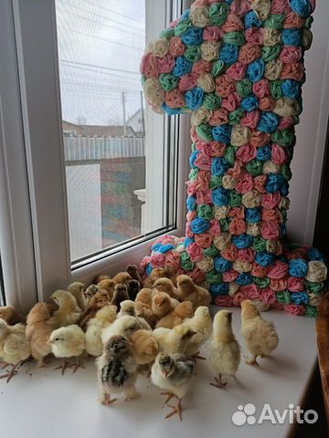 Цыплята Цыплята