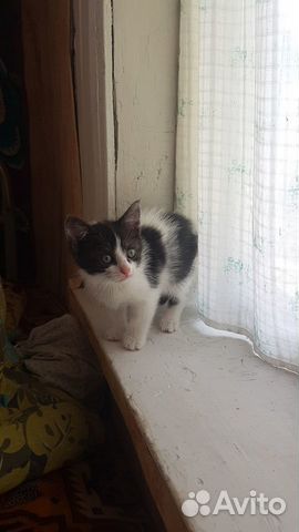 Котята в добрые руки Котята в добрые руки