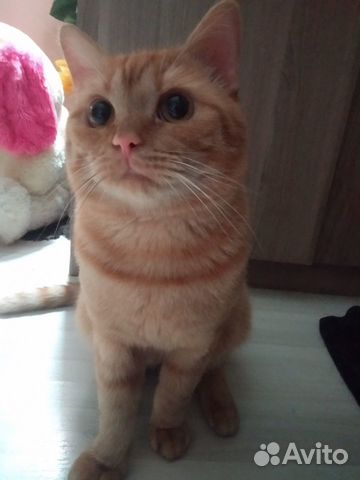 Кошка Кошка