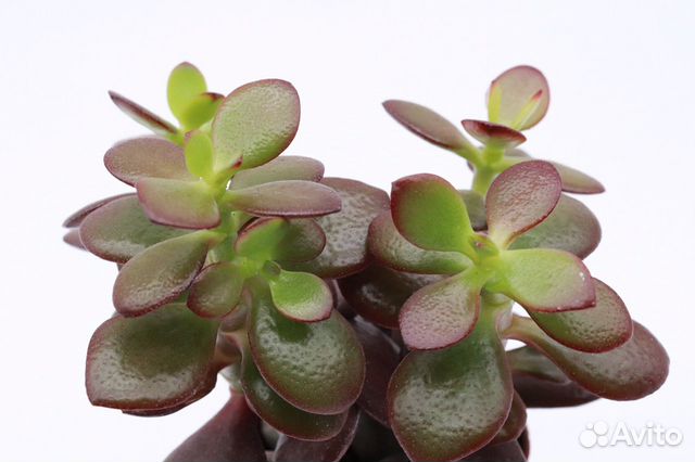 Крассула Овата Минор (Crassula ovata Minor)