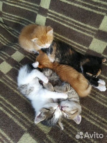 Отдам котят Отдам котят