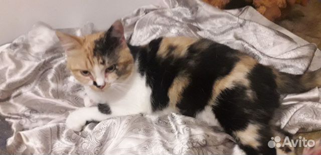 Кошка Кошка