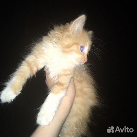 Кошка Кошка