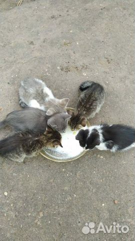 Отдам котят в добрые руки