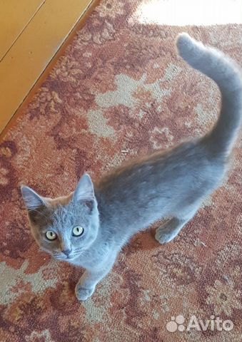 Котёнок в добрые руки Котёнок в добрые руки