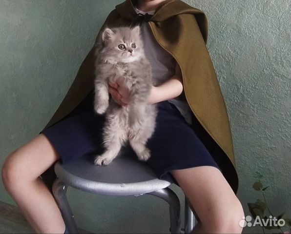 Шатландка Шатландка