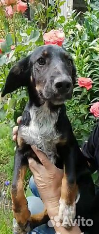 Метис в добрые руки