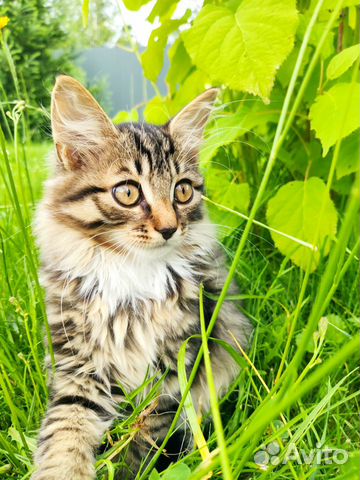 Котенок (кошечка) в добрые руки