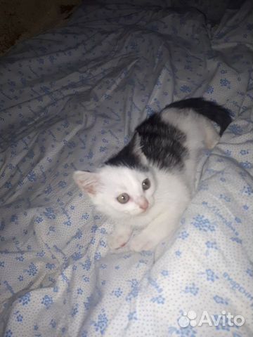 Give a cat