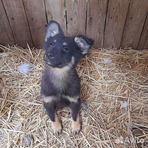 Привитые щенки из приюта