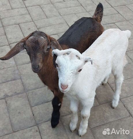 Обезроживаем козлят