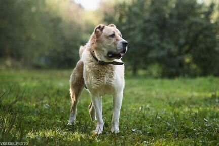 Среднеазиатская овчарка Чак, 4года