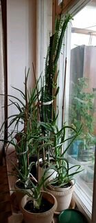 Домашние растения