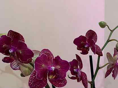 Орхидея кимоно бабочка