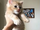 Котята породы Курильский бобтейл объявление продам
