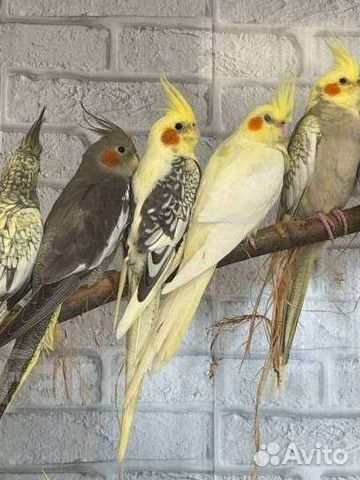 Попугайчики Карелла, маленькие