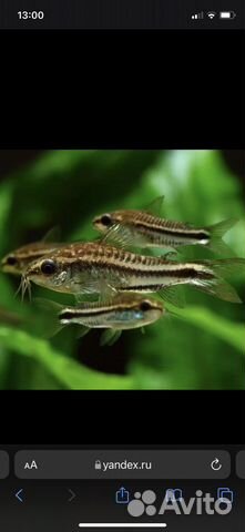 Продам разных коридорасов и севелию разлинованную