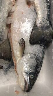 Лосось (семга), форель, филе, охлажд, свежемор