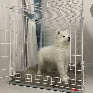 Клетка для собак белая