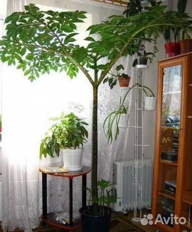 Аморфофаллус комнатный фото Аморфофаллус купить в Лысьве Товары для дома и дачи Авито