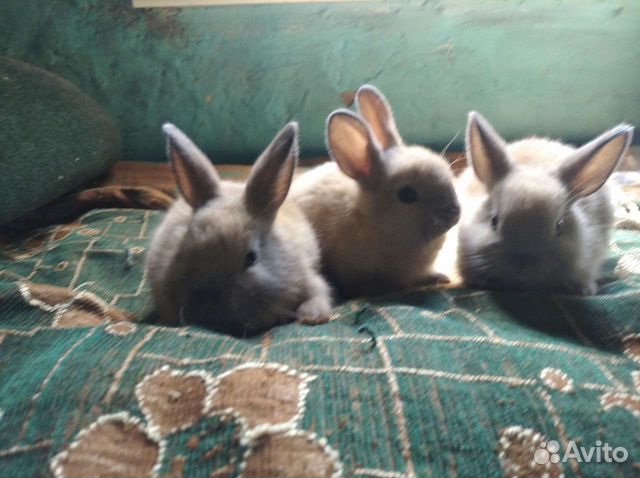 Декоративные кролики  в Мостовском | Животные и зоотовары | 