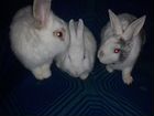 Бесплатно карликовые кролики