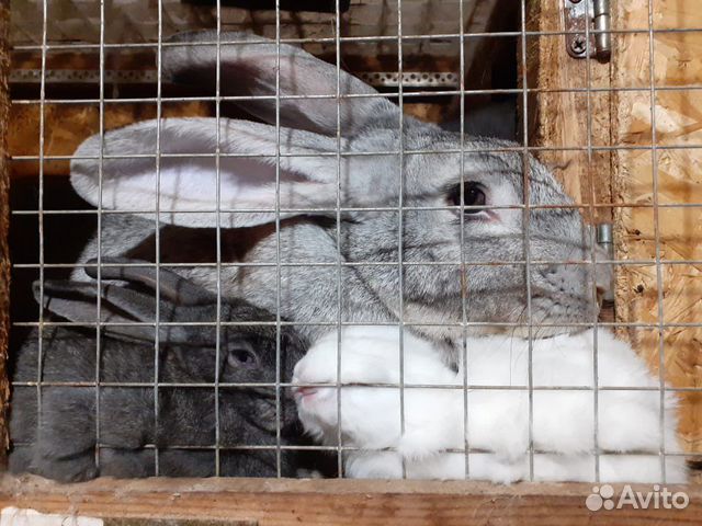 Мясо кролика. Свежее парное или мороженное