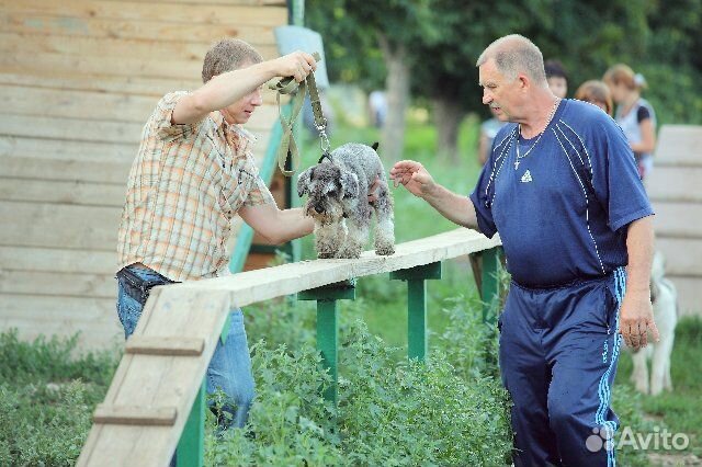 Дрессировка и воспитание собак
