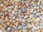Зерно Кукурузы урожай 2021г объявление продам