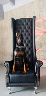 Доберман -прогулка,знакомство с породой,фотосессия