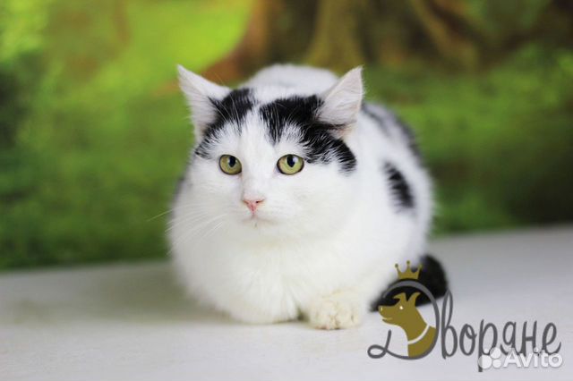 Красавица Снежка