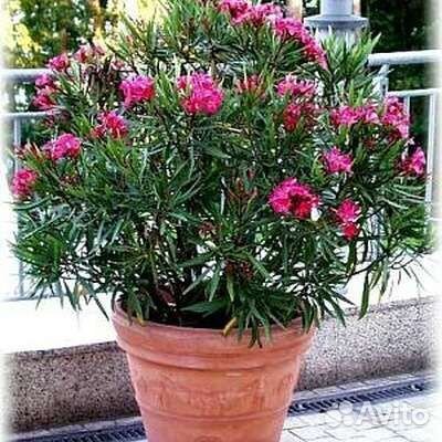 Олеандр махровый розовый, вечнозелёный