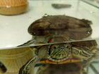 Красноухая черепаха с аквариумом 50 литров