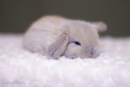 Вислоухие крольчата малыши изабелловые минилопы