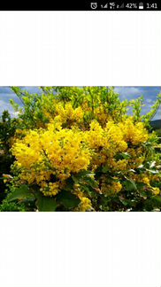 Магония(Орегонский виноград)