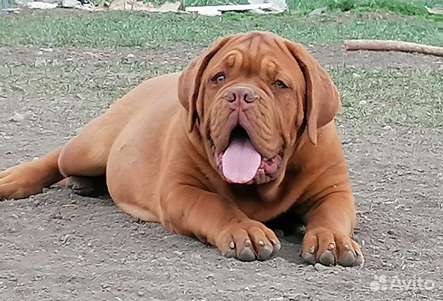 Шикарные девочки Бордоского дога