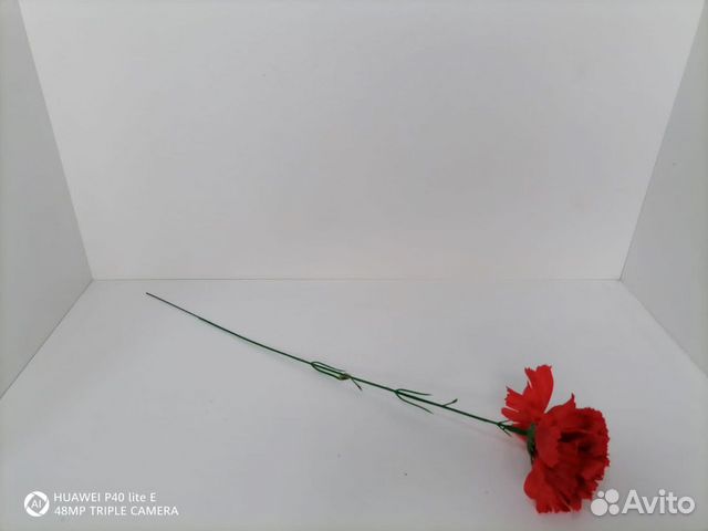 Гвоздика одиночная