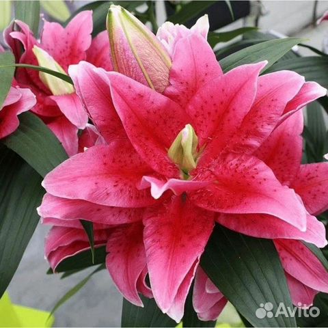 Лилии в горшках