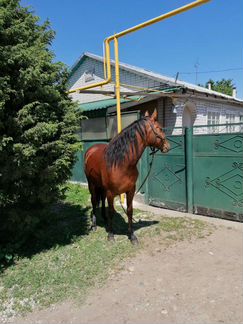 Лошадь - фотография № 4